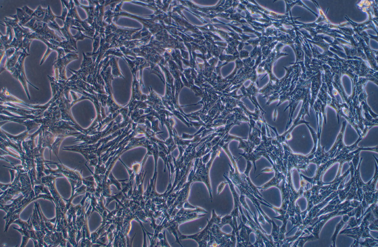 小鼠胰腺癌細胞(B類)Pan02(種屬鑒定)