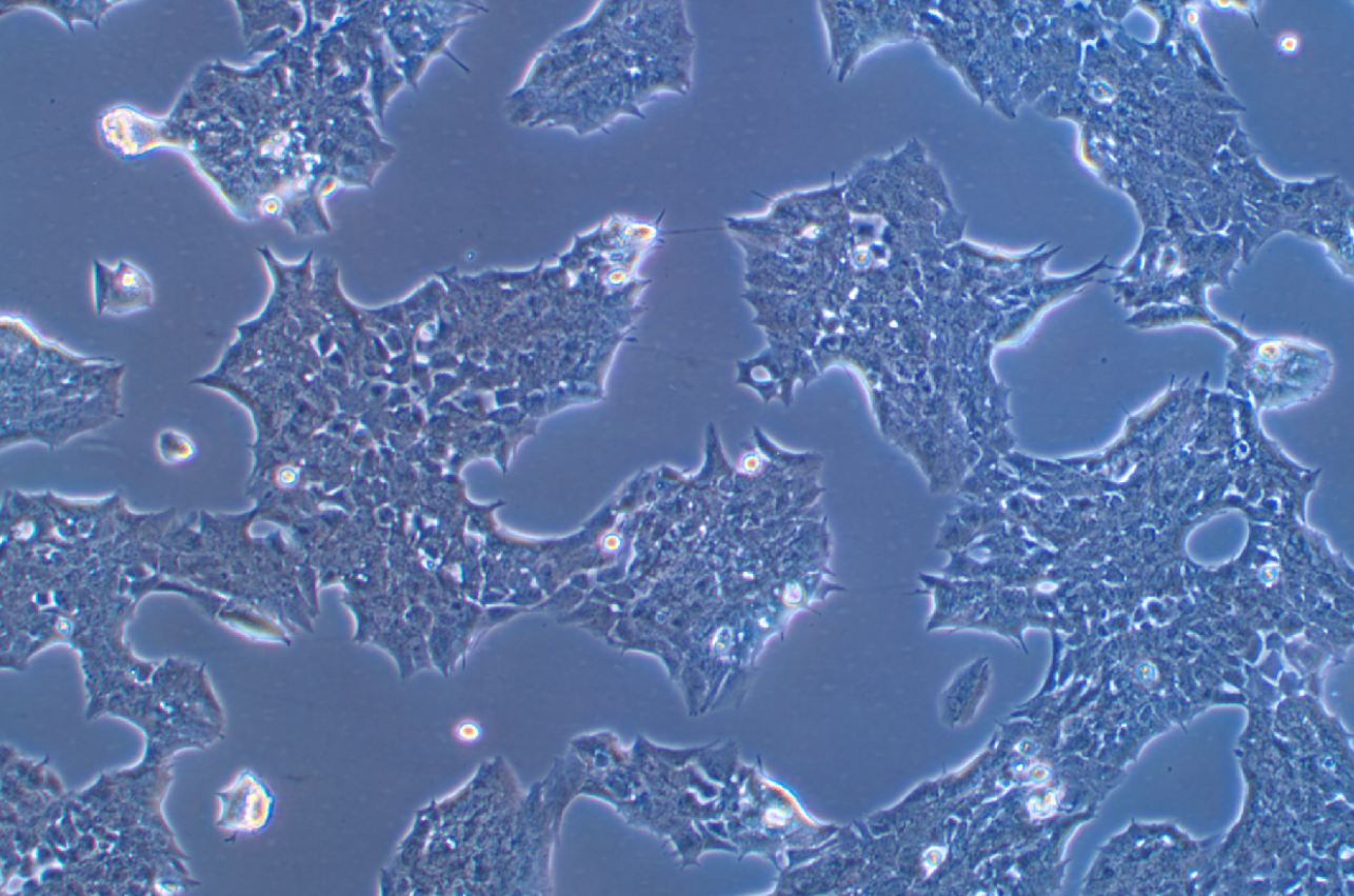 小鼠垂體瘤細(xì)胞GT1-1(種屬鑒定)