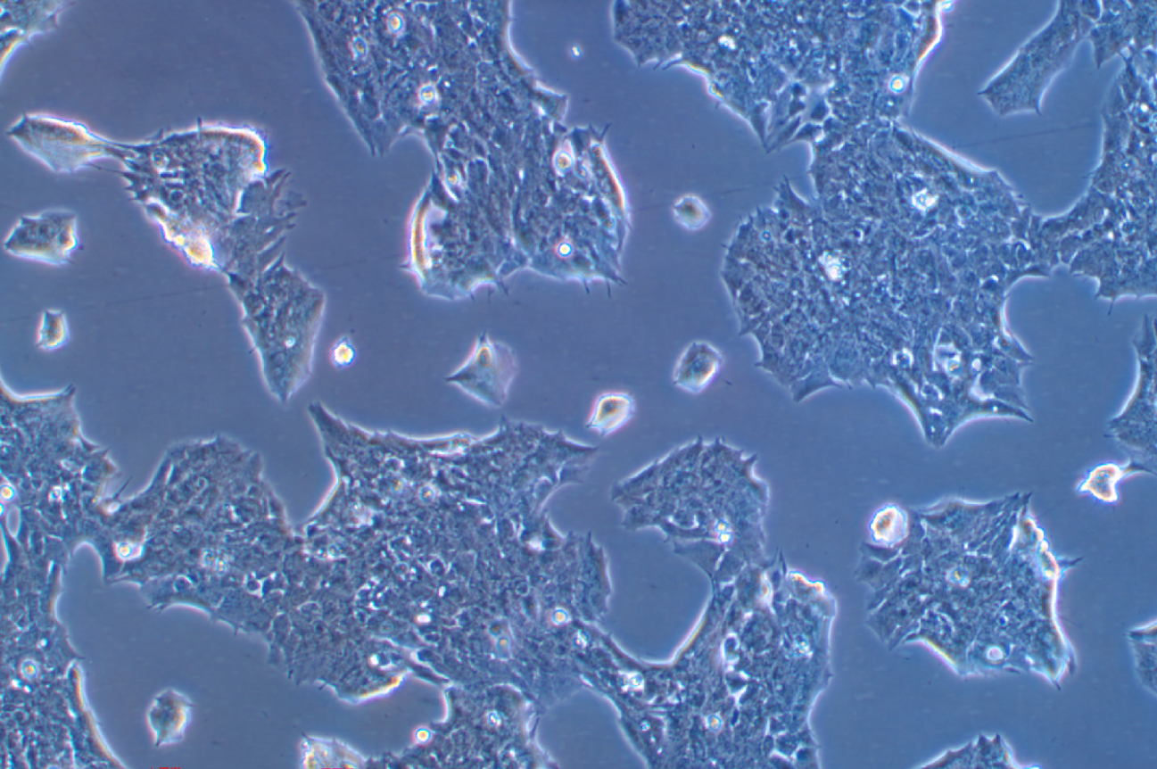 小鼠垂體瘤細(xì)胞GT1-1(種屬鑒定)