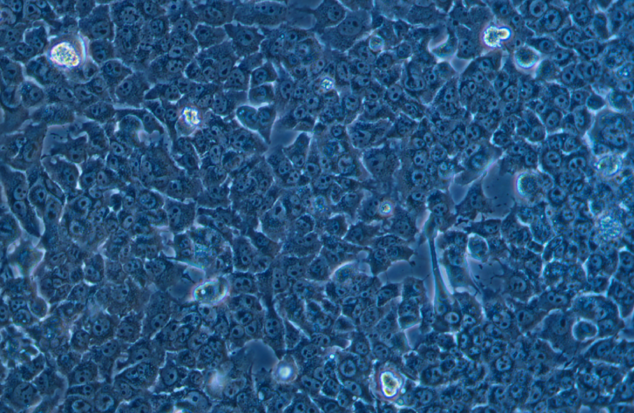 小鼠肝癌細(xì)胞Hepa 1-6(種屬鑒定)