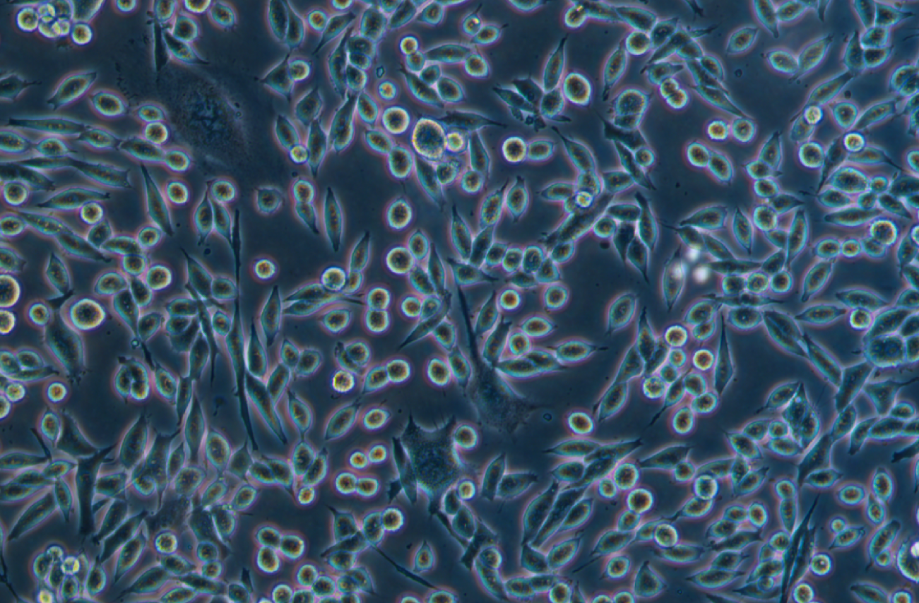 小鼠纖維肉瘤細胞系WEHI 164? (STR鑒定正確)