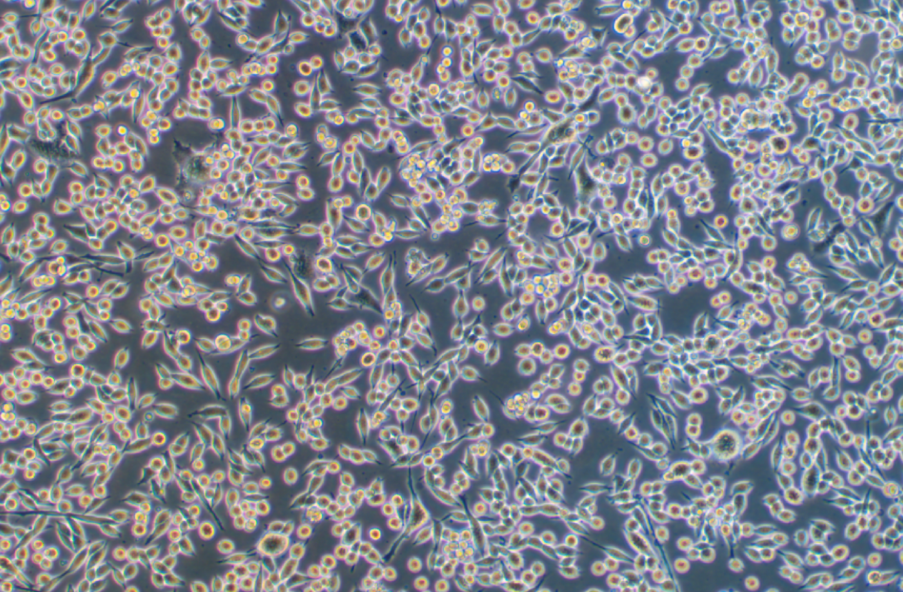 小鼠纖維肉瘤細胞系WEHI 164? (STR鑒定正確)