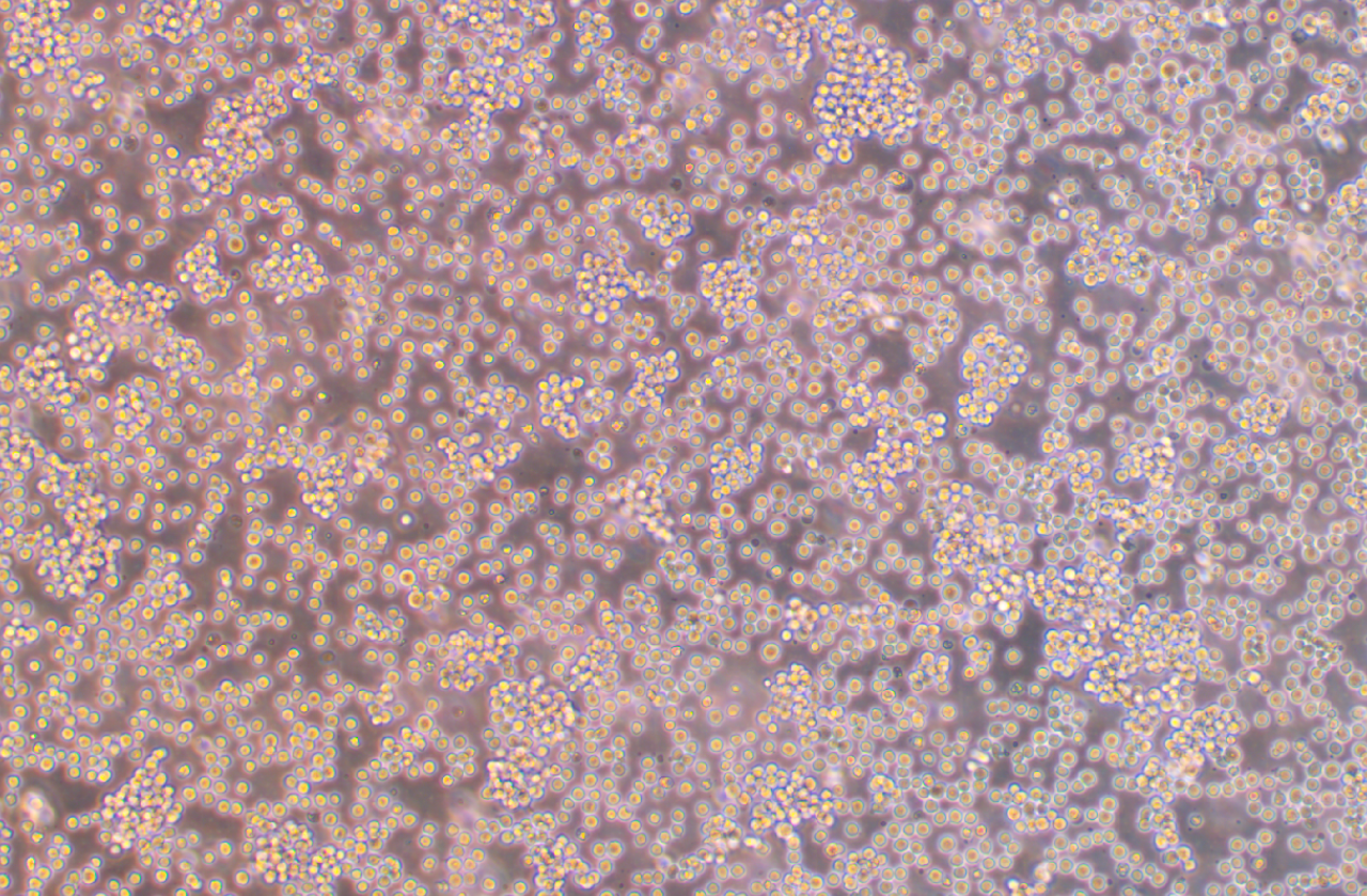 絨猴EBV轉化的白細胞B95-8(種屬鑒定)