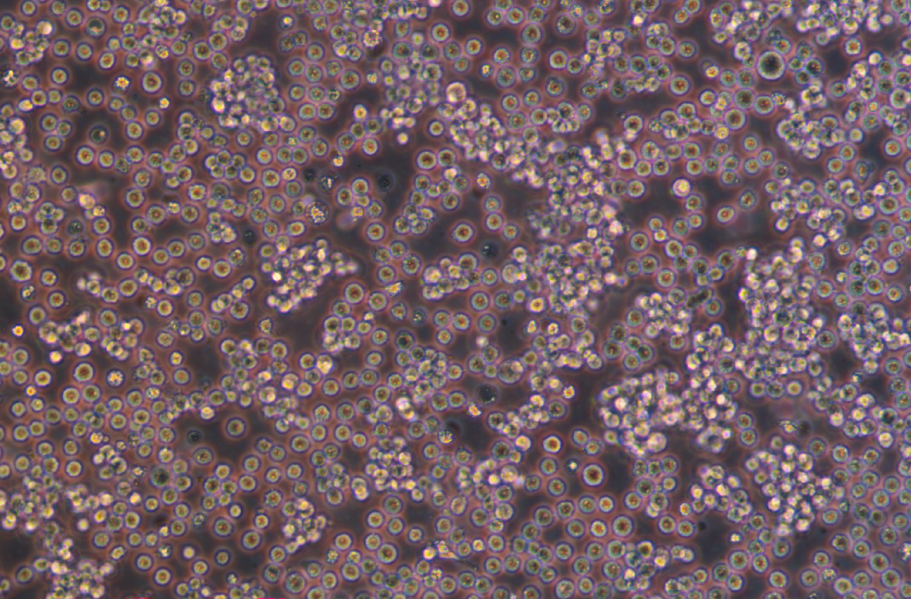 絨猴EBV轉化的白細胞B95-8(種屬鑒定)