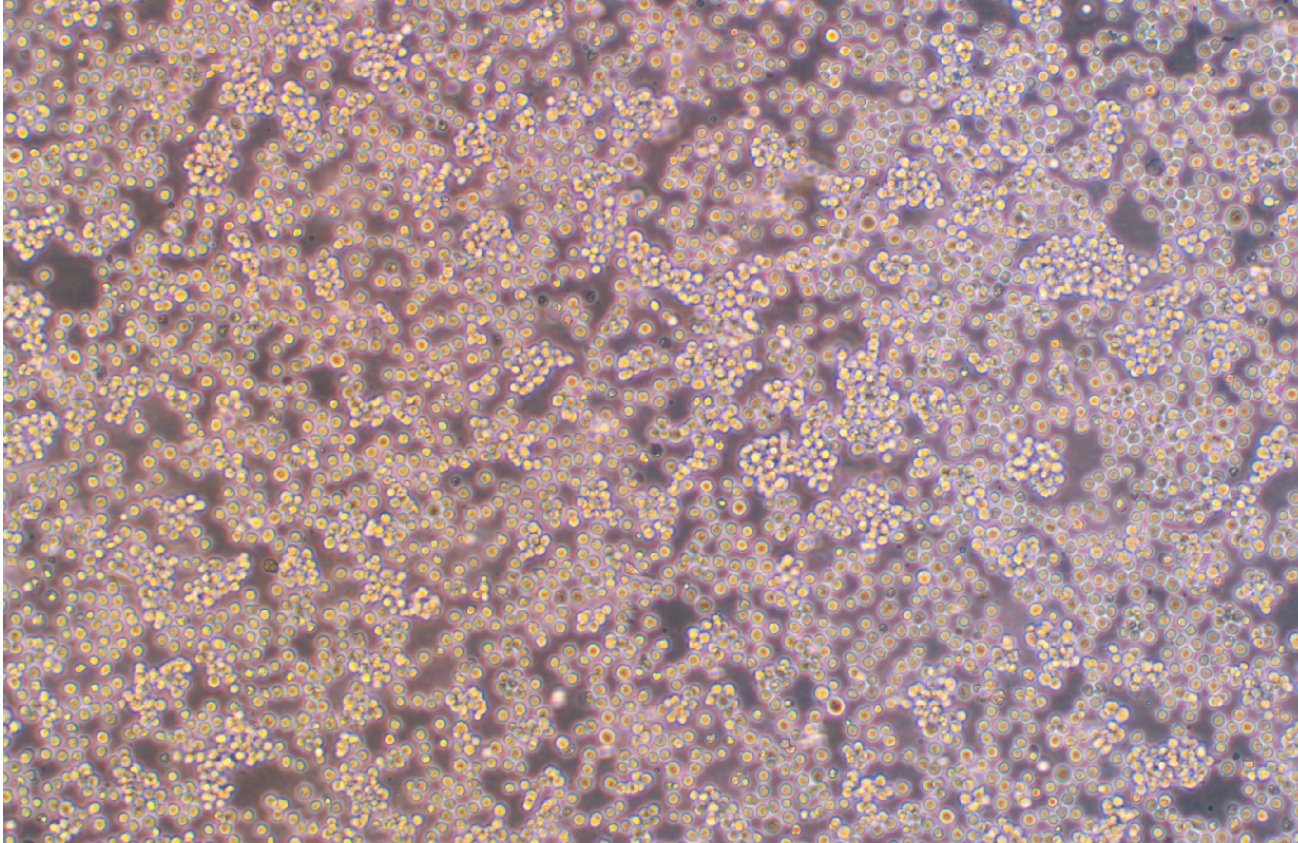 絨猴EBV轉化的白細胞B95-8(種屬鑒定)