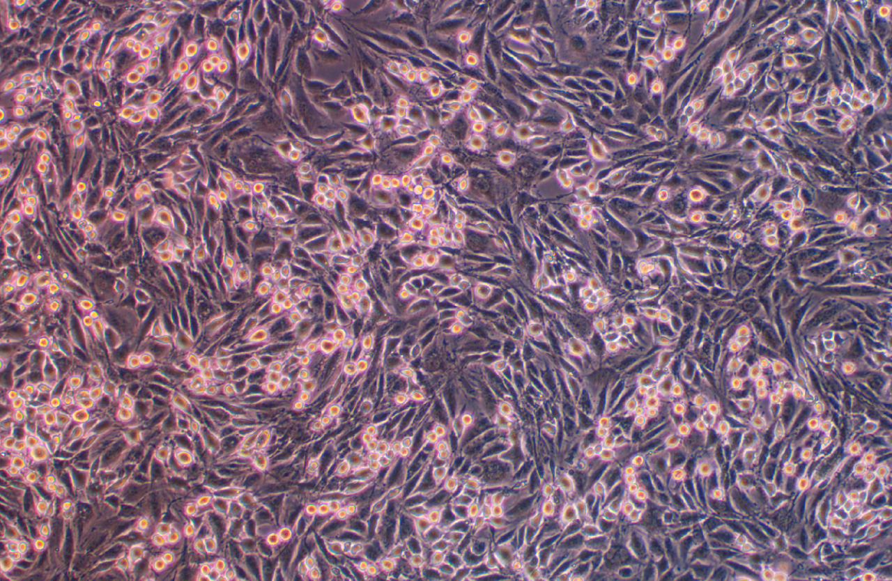 大鼠骨骼肌成肌細胞L6(種屬鑒定)