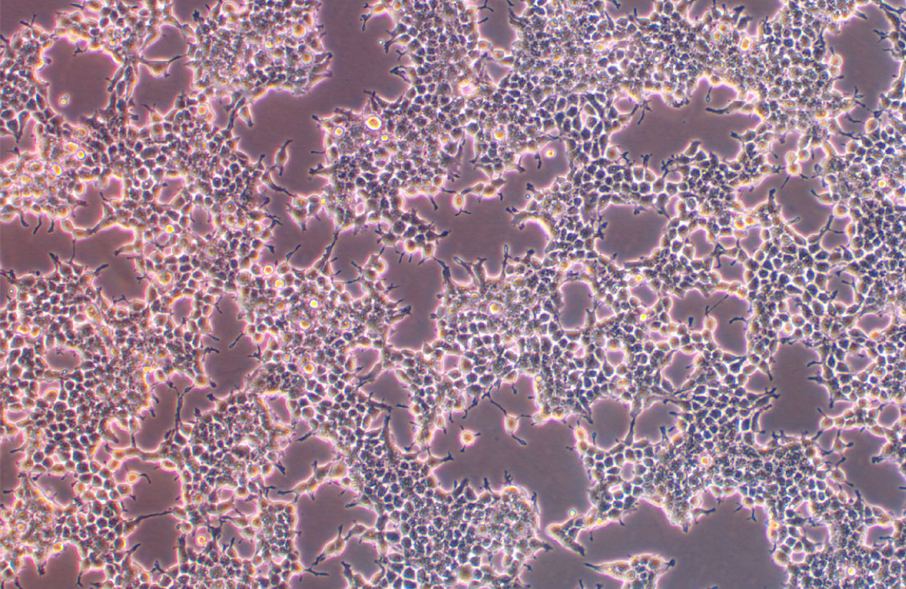 人逆轉錄病毒包裝細胞Plat-E(STR鑒定正確)