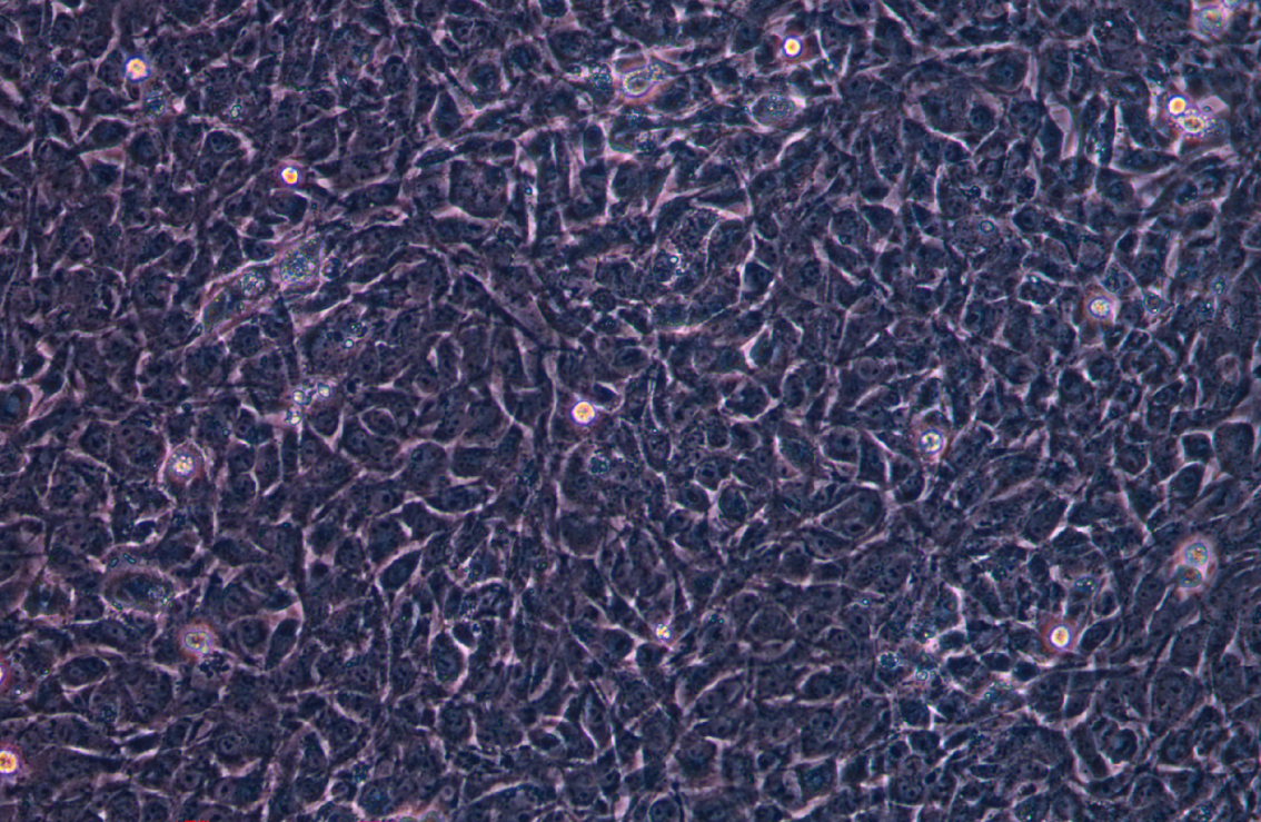 大鼠肝星形細胞HSC-T6(種屬鑒定)