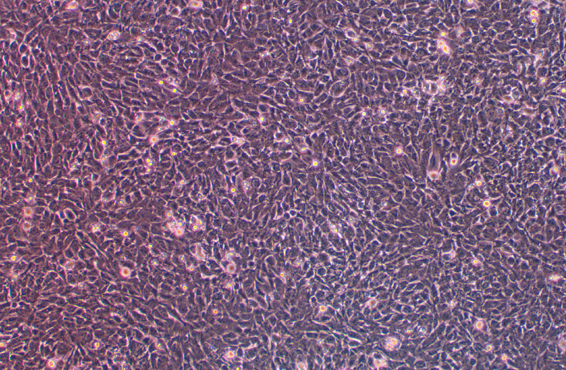 大鼠肝星形細胞HSC-T6(種屬鑒定)