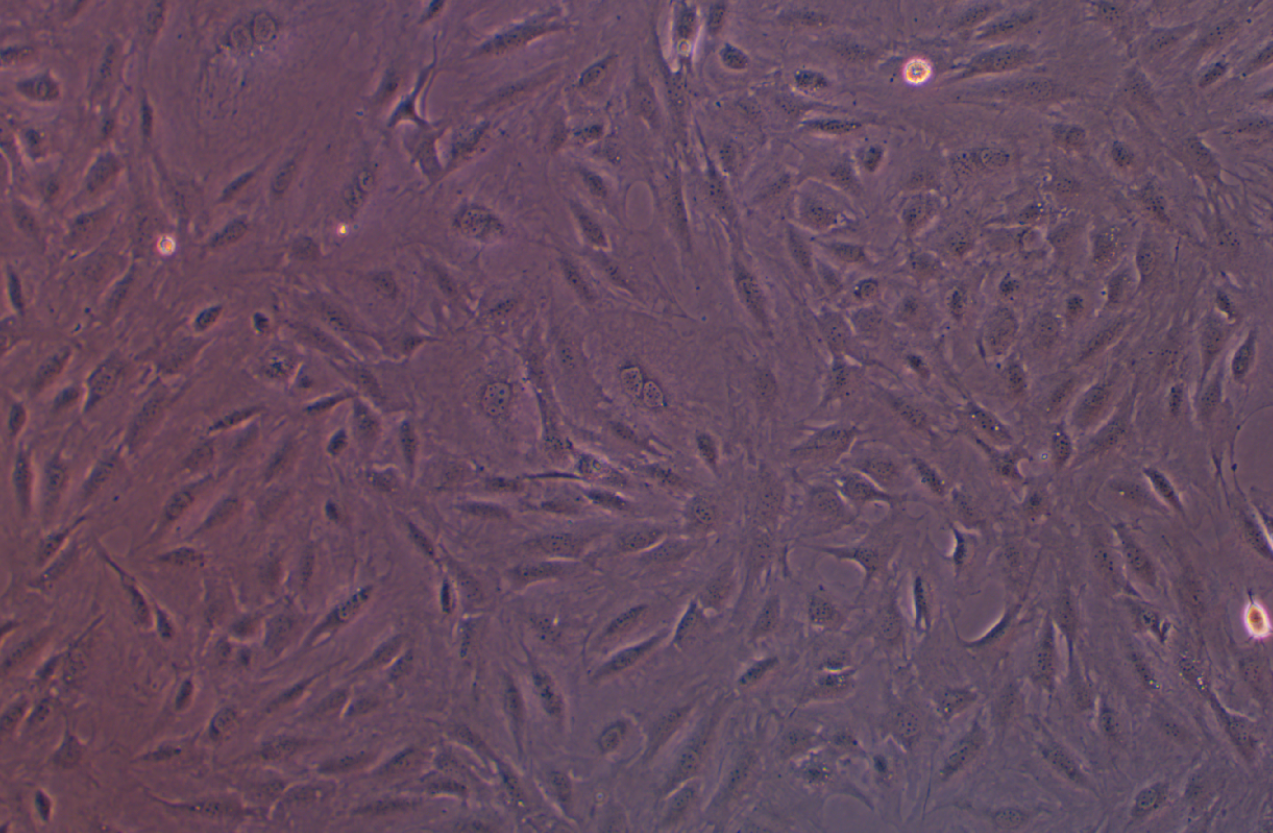 MC3T3-E1Subclone 14 小鼠顱頂前骨亞克隆14(種屬鑒定)
