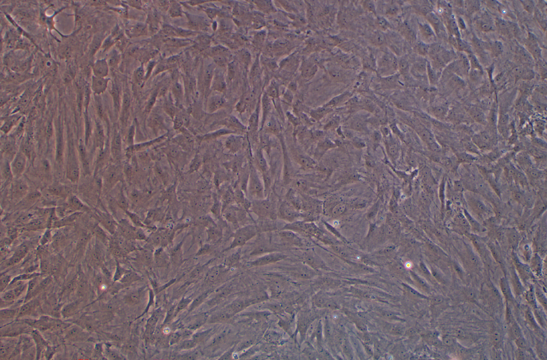 大鼠脂肪干細胞(免疫熒光鑒定)