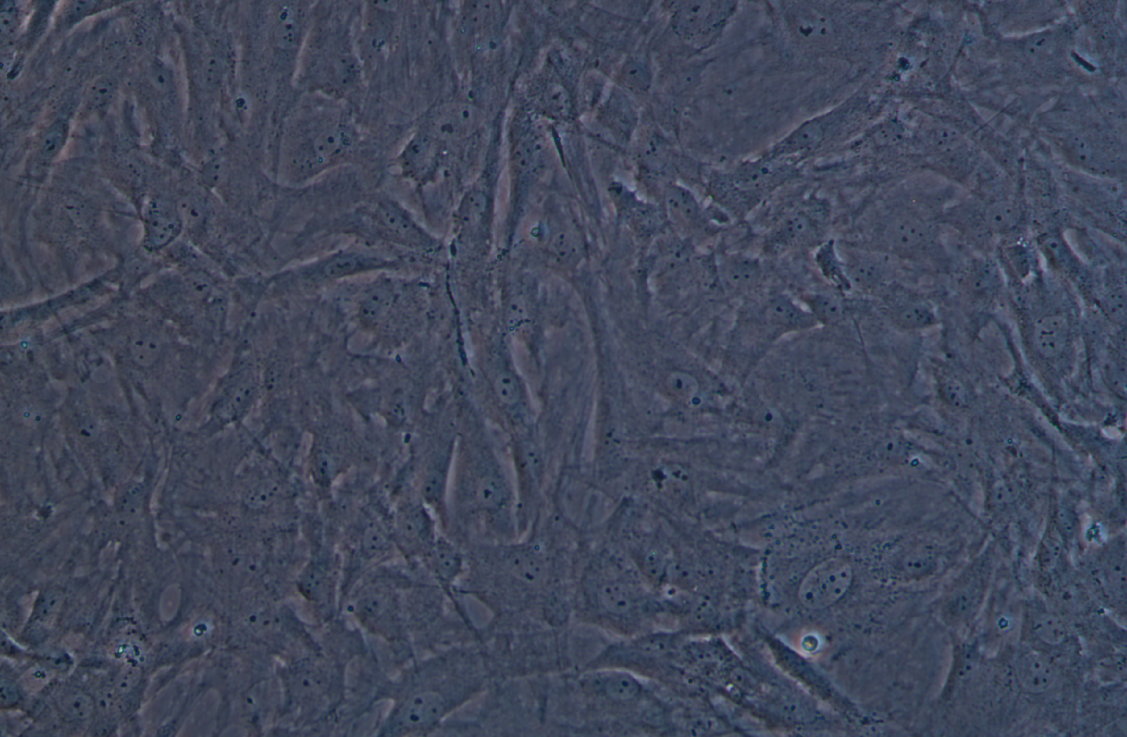 大鼠脂肪干細胞(免疫熒光鑒定)