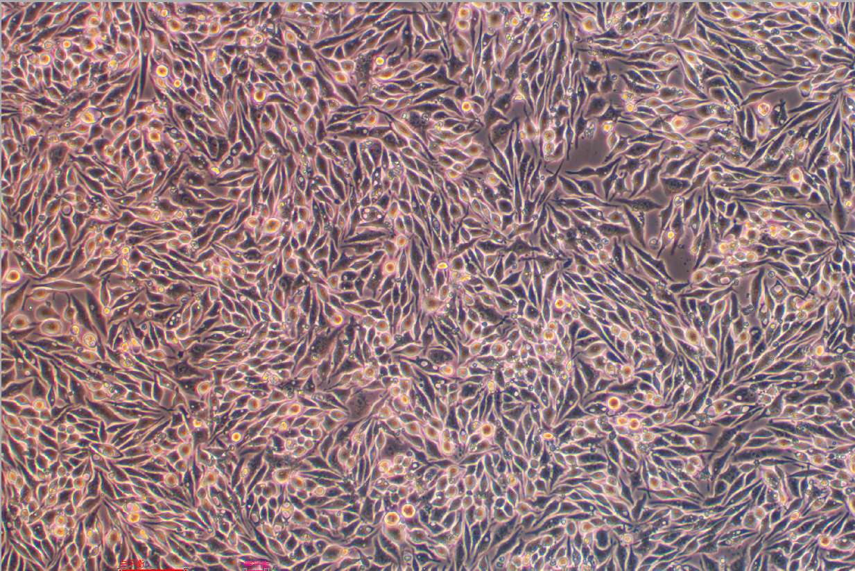 雞巨噬細(xì)胞HD11