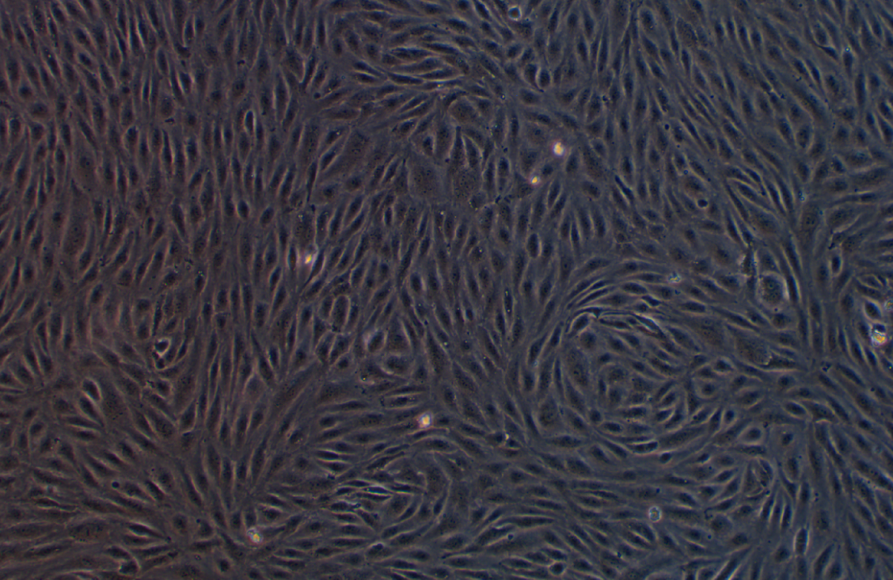 人腹膜間皮細(xì)胞