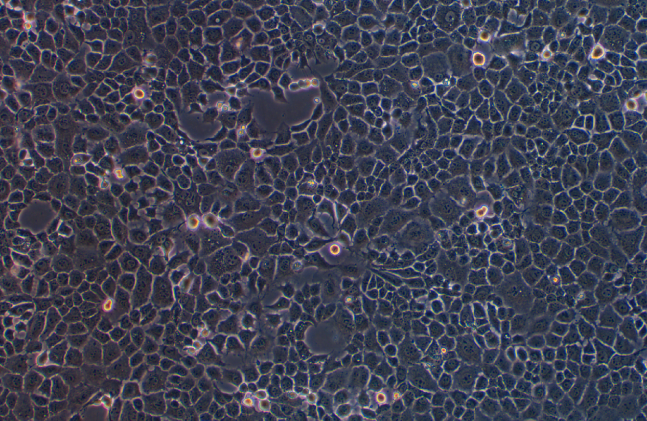 小鼠胚胎肝細胞BNL CL.2(種屬鑒定)