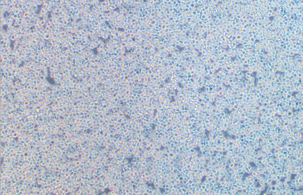 人巨細胞白血病細胞M-07e(STR鑒定正確)