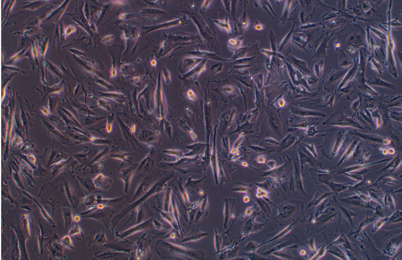 正常人腸上皮細胞HIEC-6 (STR鑒定正確)