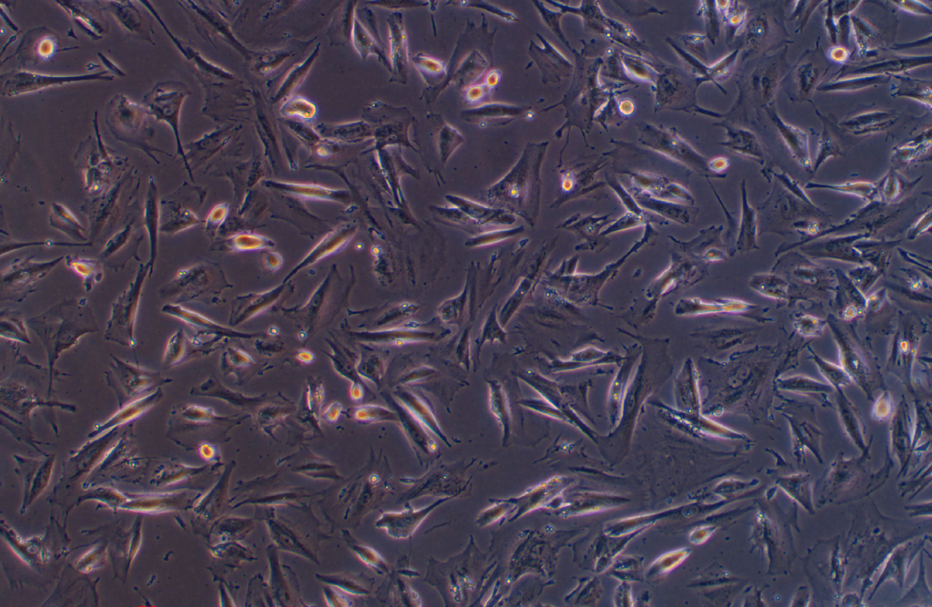 正常人腸上皮細胞HIEC-6 (STR鑒定正確)