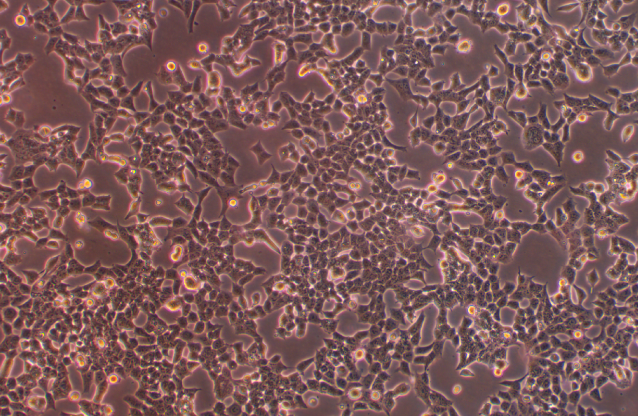 人慢性粒白血病細胞HAP1(STR鑒定正確)