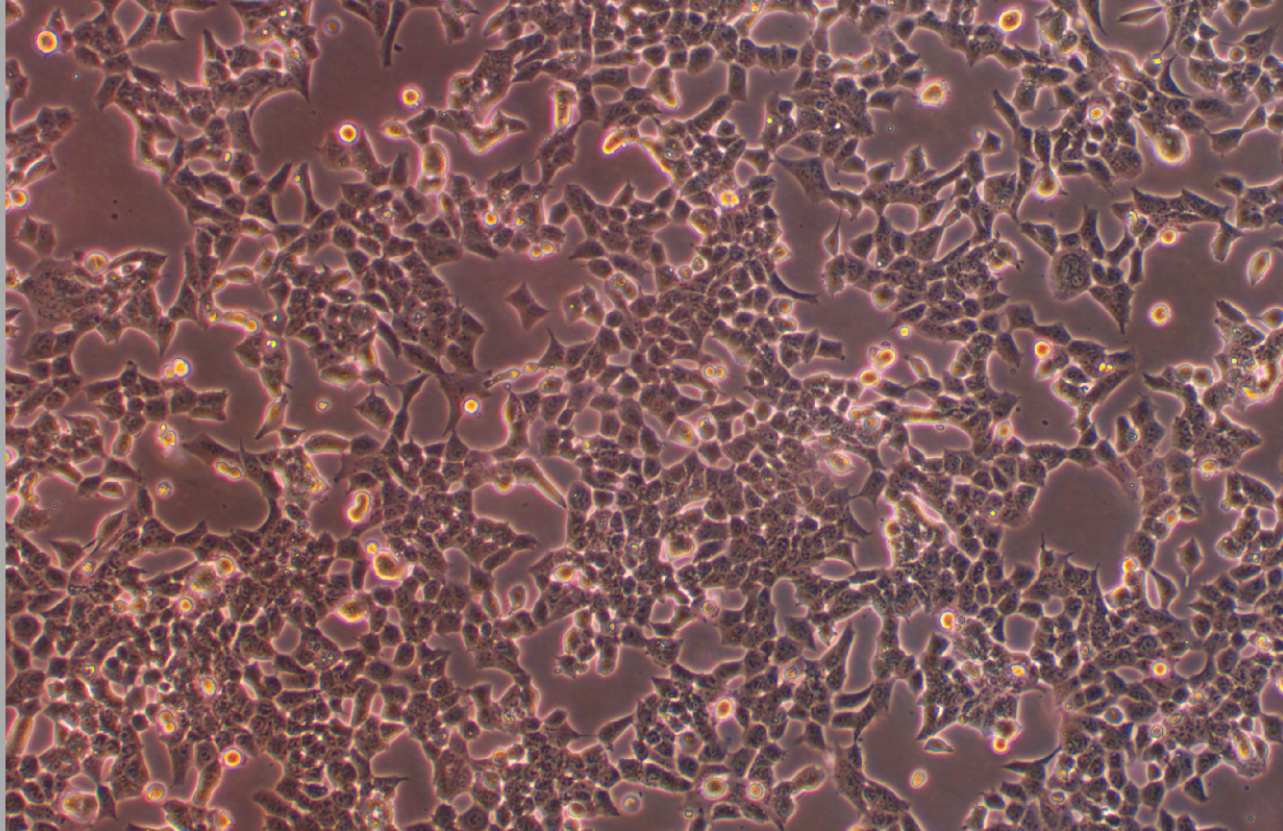 人慢性粒白血病細胞HAP1(STR鑒定正確)