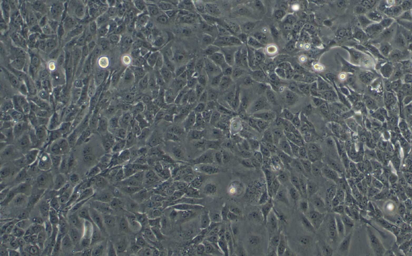 人胰腺癌細胞 Panc 0813(STR鑒定正確)