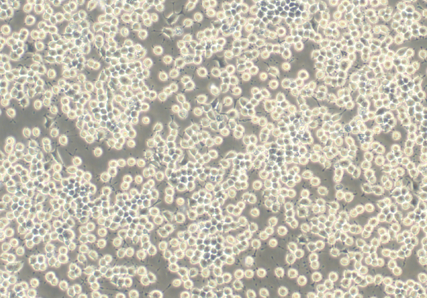 大鼠β胰島素瘤細(xì)胞RIN-M5F(種屬鑒定)