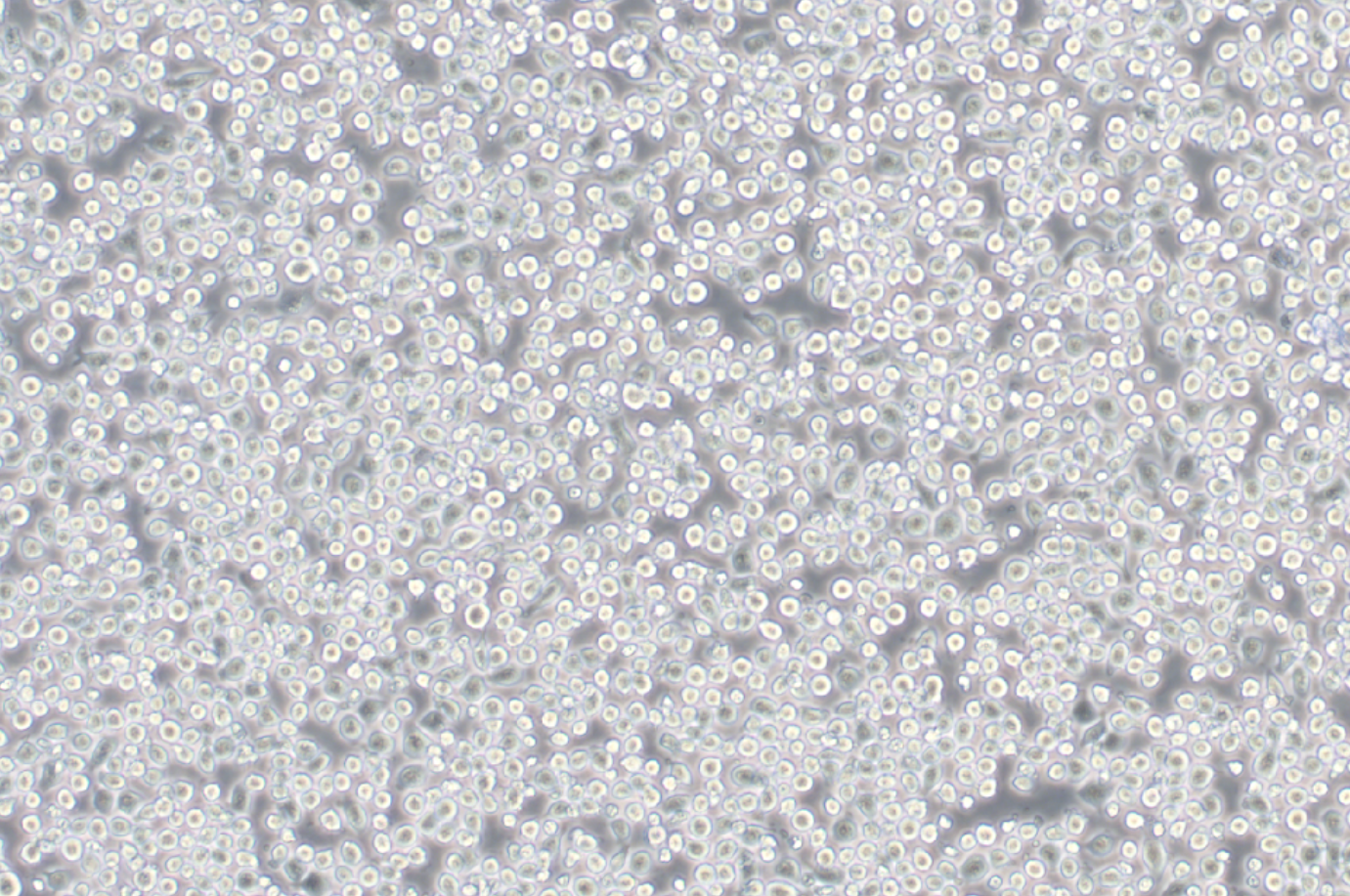 小鼠血液細(xì)胞WEHI-3(STR鑒定正確)