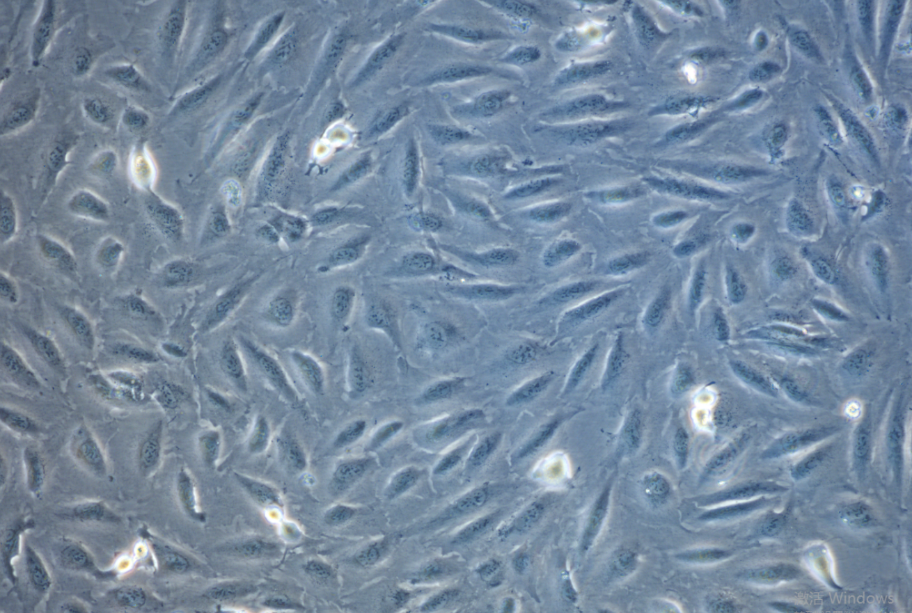 人膀胱癌吉西他濱耐藥株5637/G