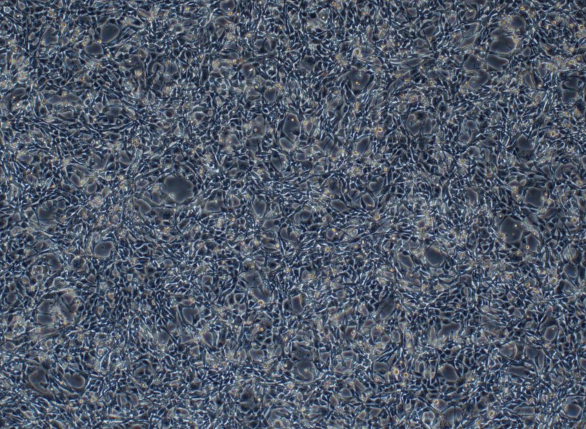 小鼠腸上皮細胞MODE-K ?(種屬鑒定)